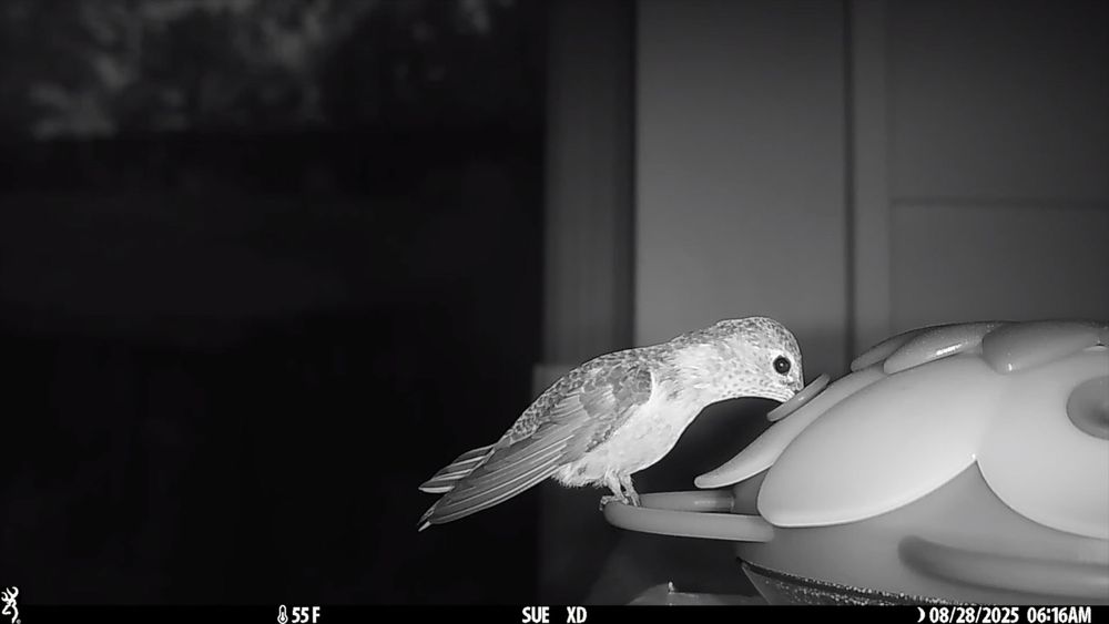 An early morning black and white photo showing a hummingbird feeder on the right side of the frame, it has a flat top and feeder ports around the side along with plastic semi circles under the feeder ports for the hummingbird to perch on. A female calliope hummingbird is drinking at the left side feeder port. She's fairly thin in this photo, contrast that to the next photo where she has been feeding well.
