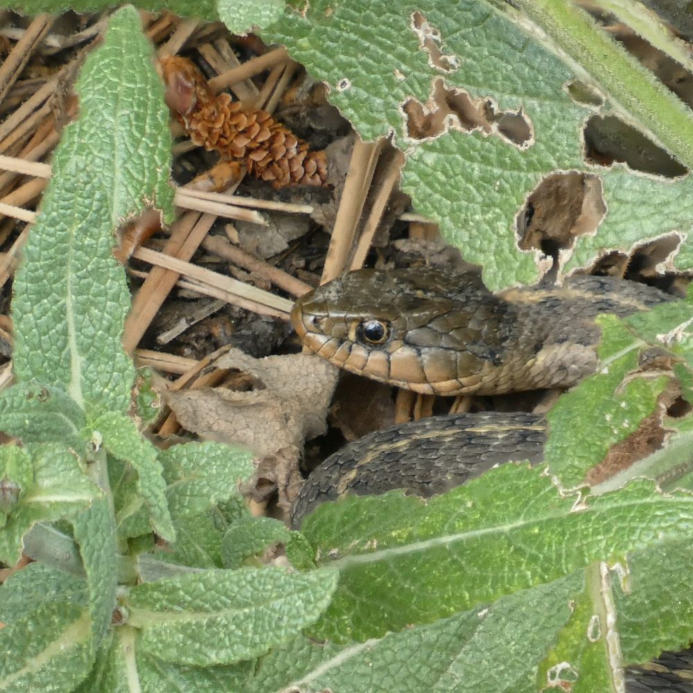A close up photo of Elvis or Elvira, one of our garter snakes. She, or he, is about 2 feet long. There are green plant leaves framing the snakes brownish/green/tan head. Some of the leaves have been eaten by the dastardly grasshoppers of which we have a lot this year. Elvis or Elvira is a very good looking snake and perhaps not friend shaped in the traditional sense, I think she or he is very friend shaped and quite adorable.