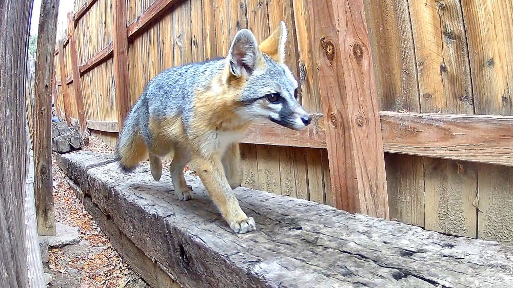 A cropped day photo from my camera trap. It shows the raccoonobahn, the area between two wooden fences used extensively by the local wildlife. There are railroad ties running along the bottom of the right hand fence. A grey fox is coming towards the camera so we see his silver grey colored back and neck up to his face. He's a tan color underneath and on his legs. His ears are tan too. His face is mostly grey to silver with a white patch under his eyes and an area of black on his muzzle near his black nose. He is absolutely stunning