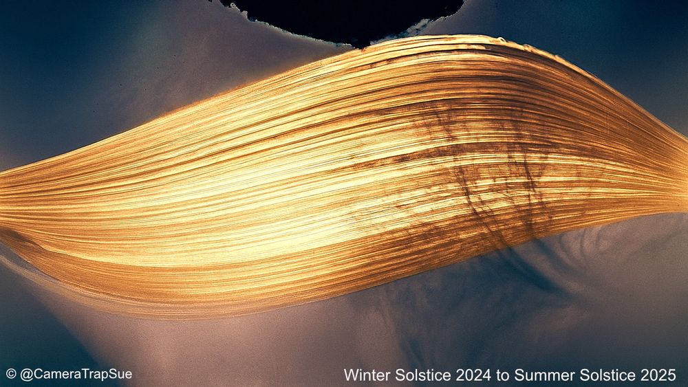 A solargram photo taken from the Winter Solstice of 2024 (21 Dec) to Summer Solstice of 2025 (20 June).
It's a 6 month long exposure taken with a beer can pinhole camera, it shows the sun's movement across the sky during that time period, each day the Sun scribes a line on the paper in the pinhole camera. The bottom line is Dec 21 2024 and the top line is 20 June 2025.
This kind of photo makes the movement of the Sun during the day into visible trails on the paper in the camera.
There is a long orange-yellow arc going across the paper showing the whole 6 months. There is a shadow of my tree on the image, the tree blossomed during the exposure. Shades of blue and pink are on the paper too. There is a black kind of semi circle at the top of the image, that's where the water was disintegrating the top part of the paper.