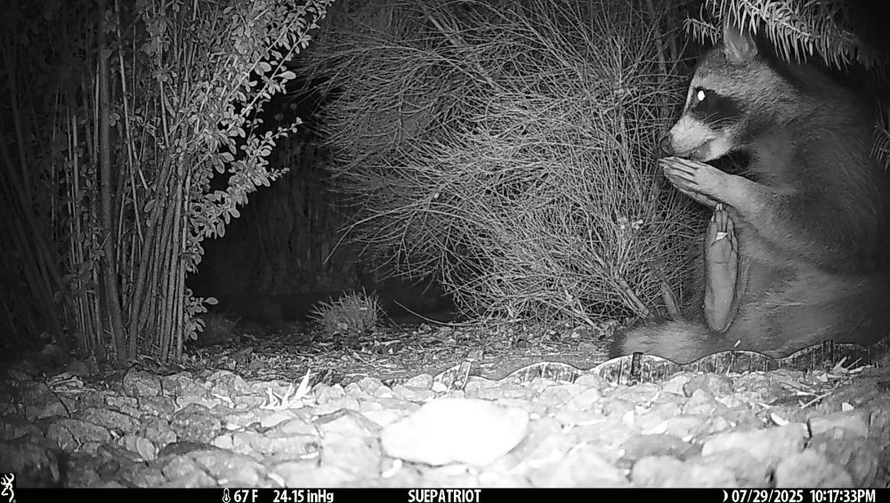 A black and white photo from my camera trap. A raccoon is on the far right of the frame, seated, looking to the right. His front paws are held together near his mouth and one back foot is held up with its pad facing the camera. With a bit of artistic license, it looks a bit like a seated tree yoga pose. The raccoons black face mask is visible as is its black nose. There are shrubs behind the raccoon and to the left and right. Small landscaping rocks are on the ground.