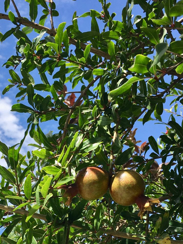 A photo of two pomegranates growing from a tall, leafy branch. The pomegranates are still green. In the background there is blue sky.

