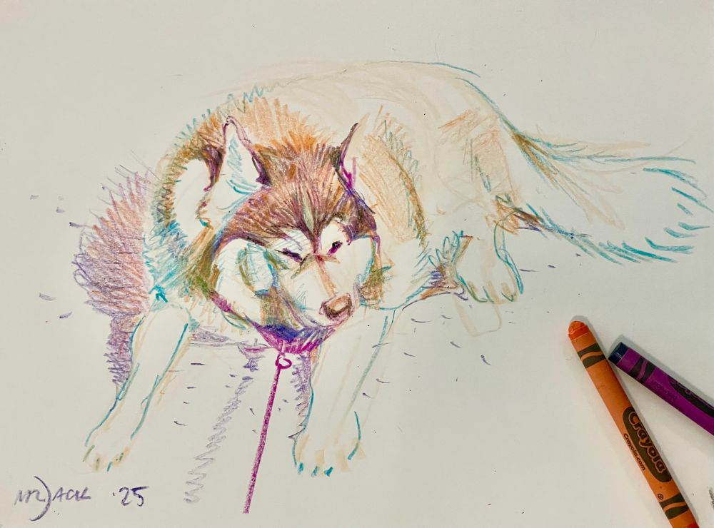 Crayon drawing of a floofy husky sitting in the sun 