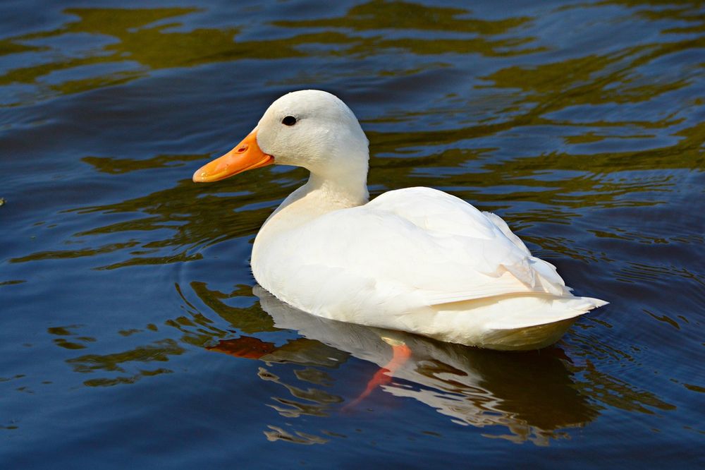Weiße Ente schwimmt im Wasser