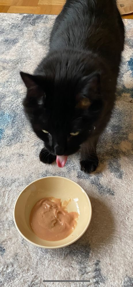 A close up of a fluffy black cat who is licking her lips. She has taken a brief break from the food in front of her which is a smooth fish emulsion (made for cats) in a yellow dish. 