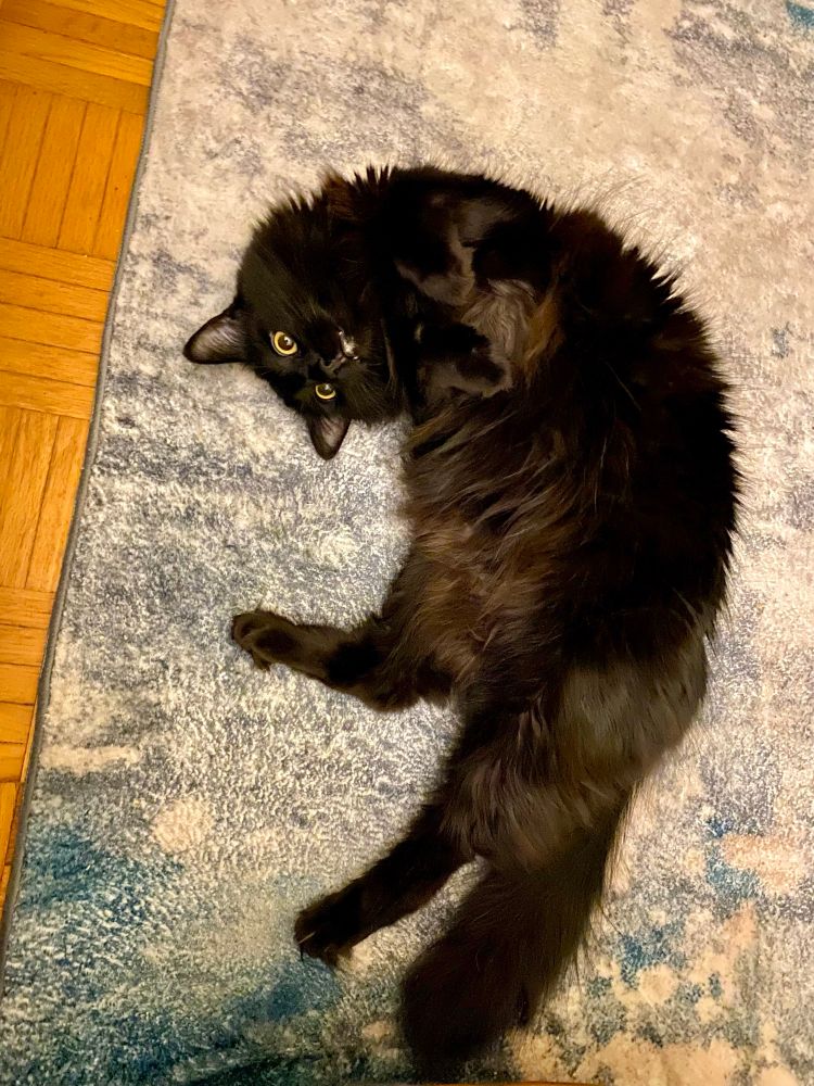 A fluffy black cat is lying on her back curled up slightly to her right side on a BlueSky, grey and white rug. Her back legs are spread to show her belly and her front legs are curled like a bunny. Her head is curled towards her back feet.