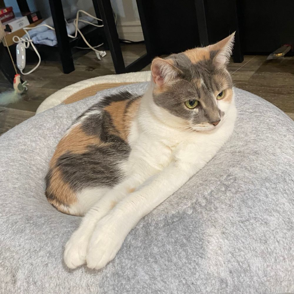 Yara, a mostly-white cat with grey, brown, and black markings and green eyes, lying atop a rigid cat-tunnel shaped like a grey donut.