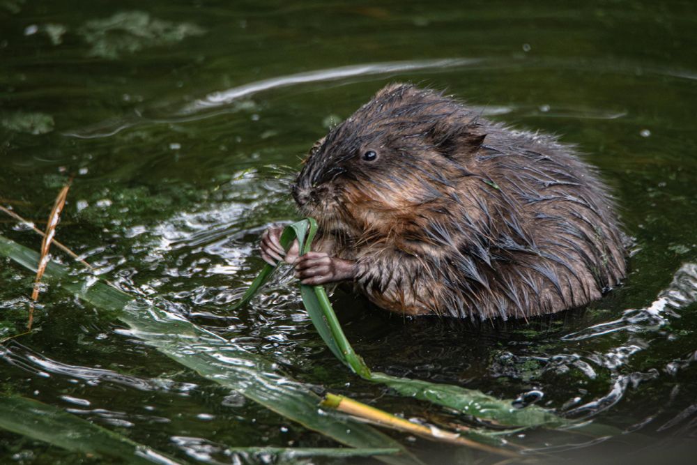 A beaver eating a green plant while swimming in a pond.