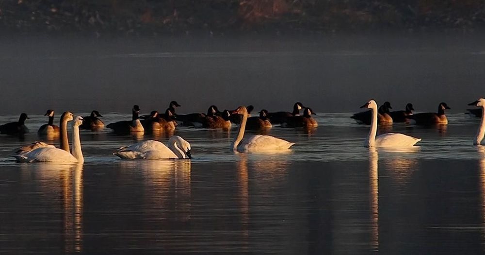 Editor’s note: Parts of this article are featured in the latest season of our Chesapeake Uncharted podcast, available at bayjournal.com or wherever you listen to podcasts. The season is a