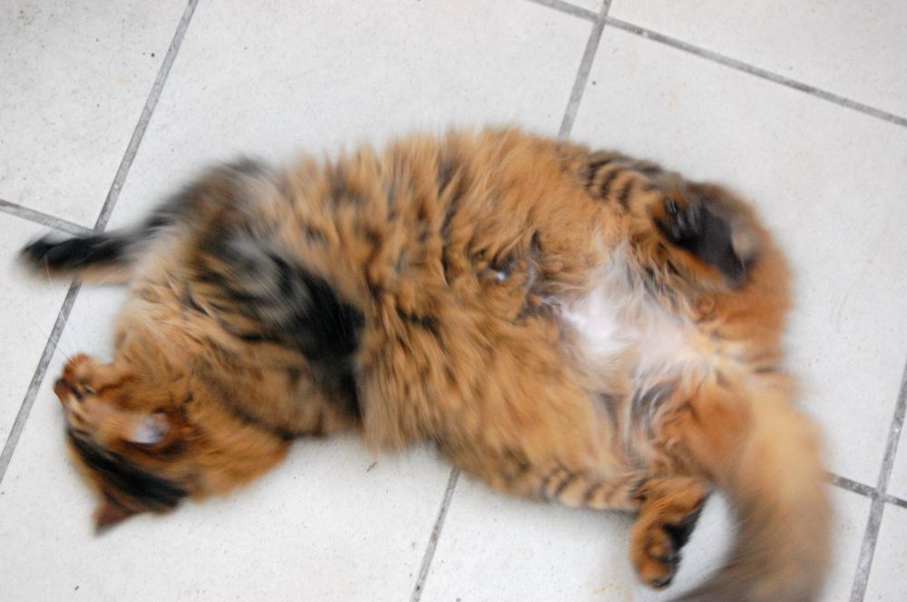 Swiiiish goes fluffy brown Kanoko, his paws and head and tail a blur, only his mid-tummy still enough to remain in focus