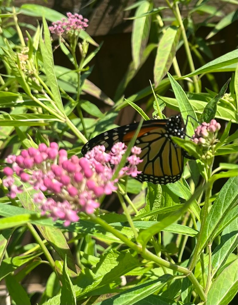A monarch butterfly rests on a swamp milkweed leaf. Clusters of pink flowers are in the foreground.