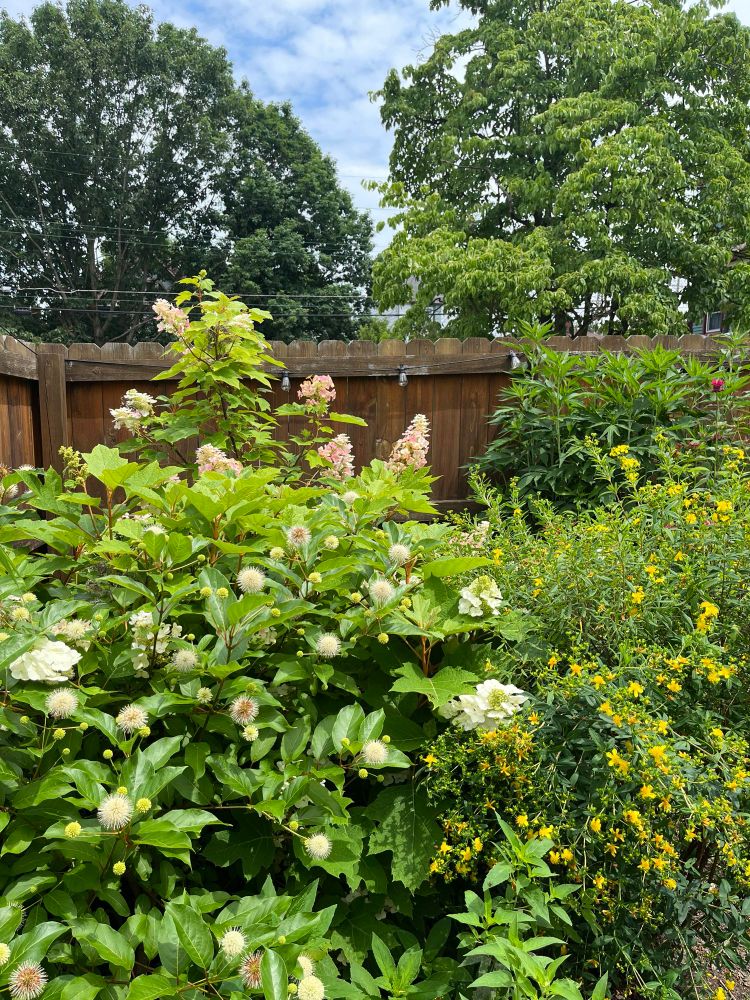 Wild, full buttonbush, shrubby St. John’s wort, and oakleaf hydrangea shrubs stand against a brown stained wood fence.