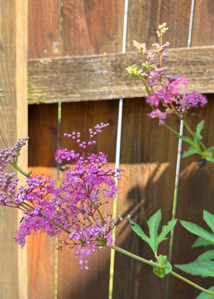 Fluffy, cotton candy-like flowers lean to the left on pale green stems with large loves and serrated green leaves. The background is a honey brown wooden fence.