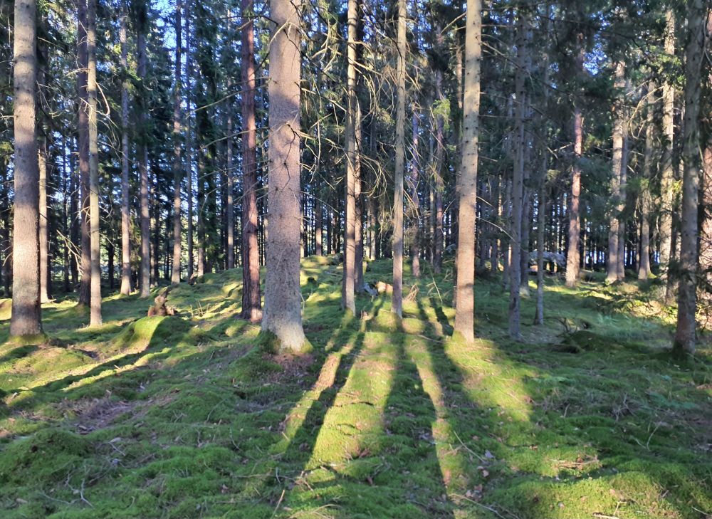 Foto eines langweiligen, monotonen Fichtenforstes und einer ebenso öden Kiefernplantage. Der unterwuchs besteht nur aus Moos und etwas Gräsern.
