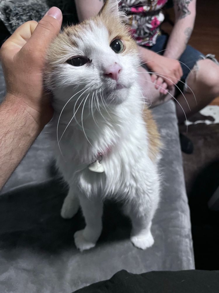 photo of a long haired orange and white cat getting pet