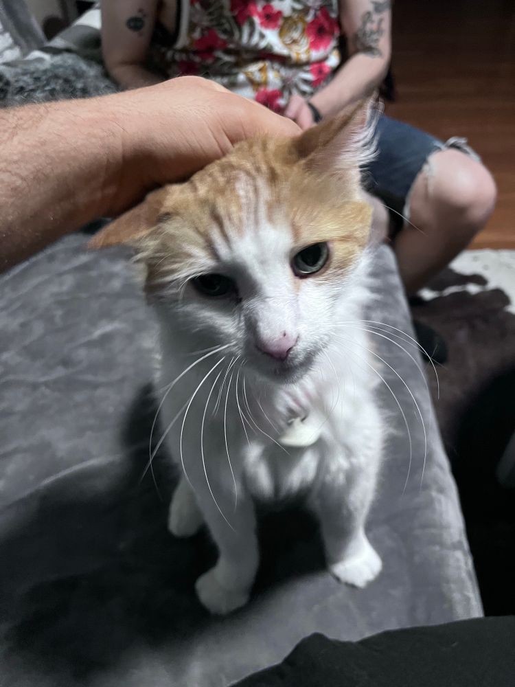 photo of a long haired orange and white cat getting pet
