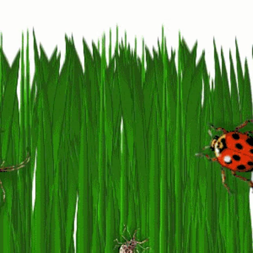 Bugs Insects GIF