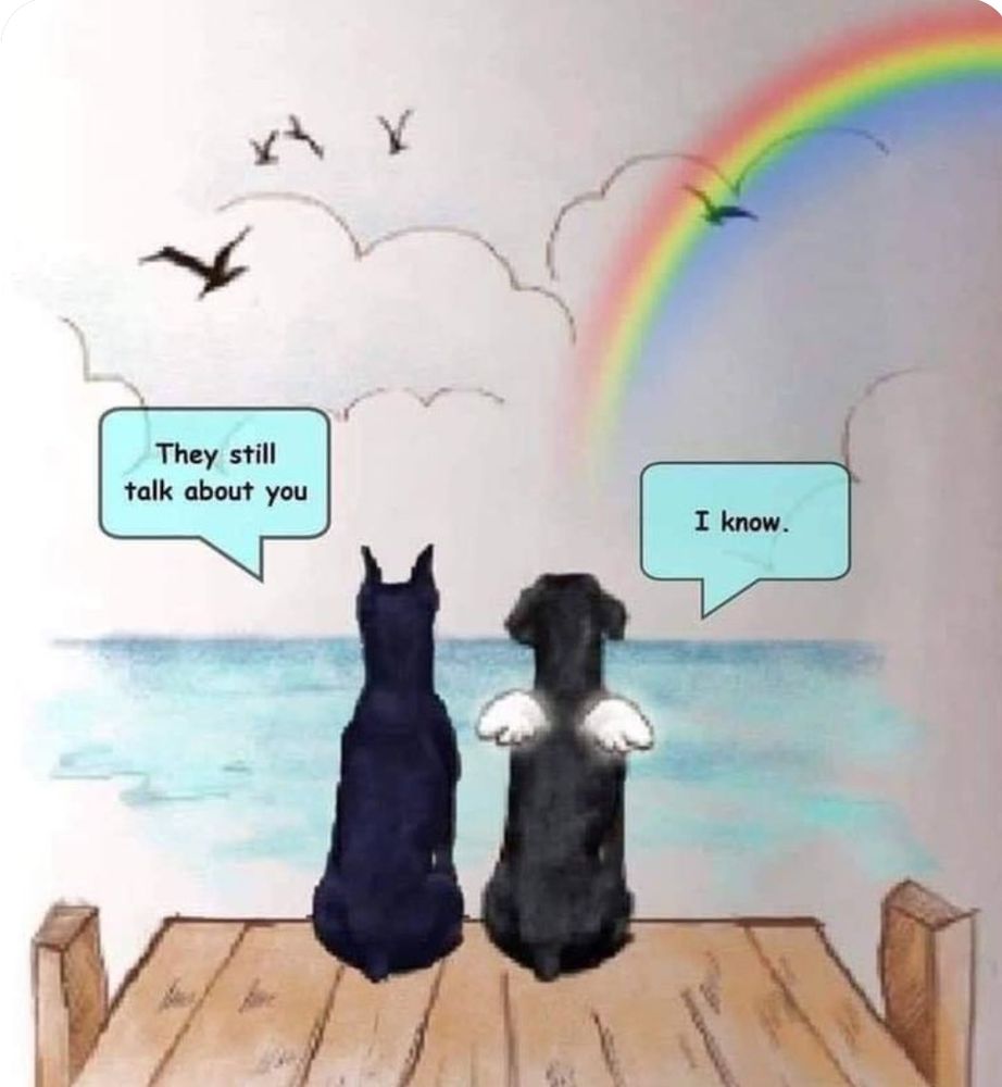 two dogs on a peer facing out at a rainbow. One dog says they still talk about you. The dog with angel wings says, I know.