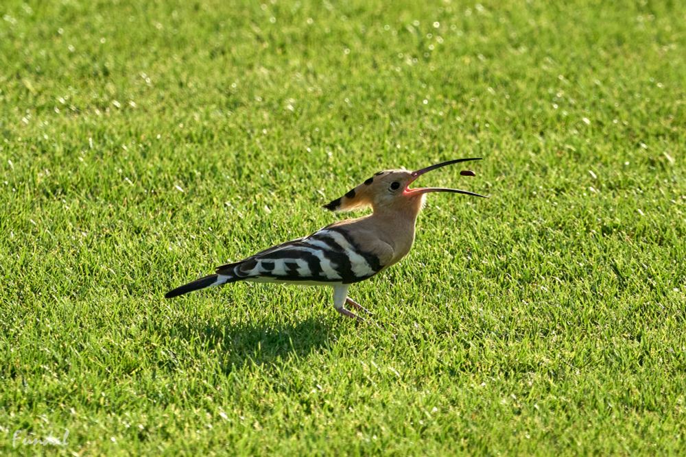 Hærfugl hapser en bille, som den lige har fisket op af græsset. 