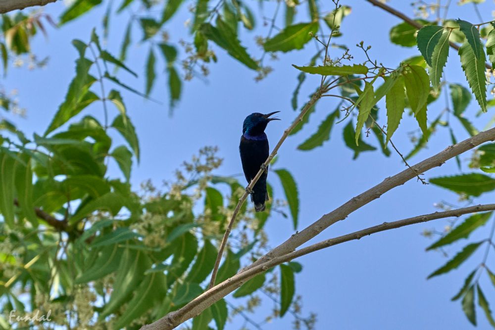 Purpursolfugl - en meget lille og hurtig fugl. Her en han, der synger - man kan se tungen. 