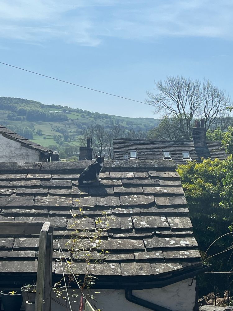 Django the tabby and white cat on a roof, looking hopefully out across the valley 
