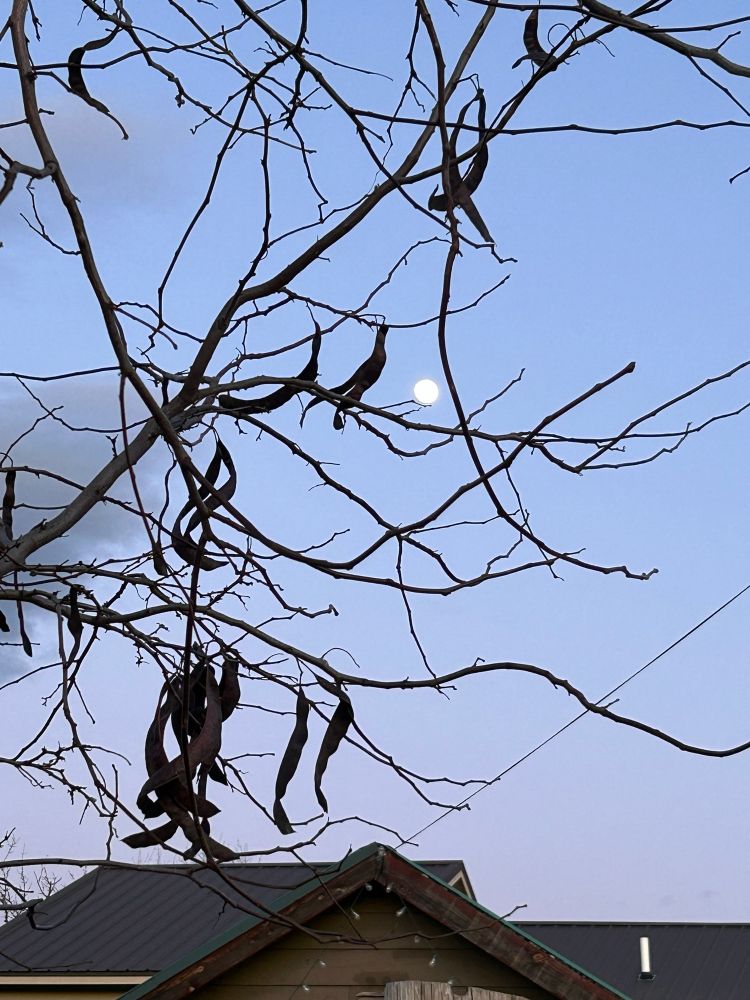 A photo of the moon in the sky. The top two thirds of the photo show tree branches cradling the moon in the distance. The top of a house is shown in the bottom third of the photo