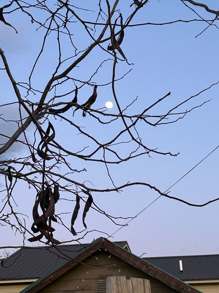 A photo of the moon in the sky. The top two thirds of the photo show tree branches cradling the moon in the distance. The top of a house is shown in the bottom third of the photo