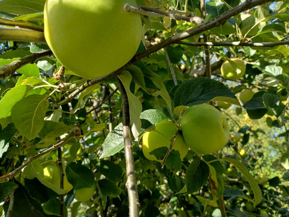 Large green apples viewed up close from under an apple tree.