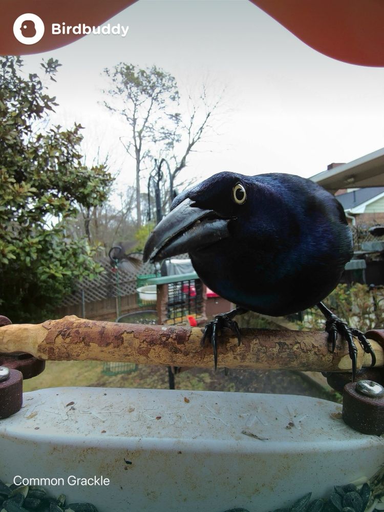 Common grackle looking skeptical