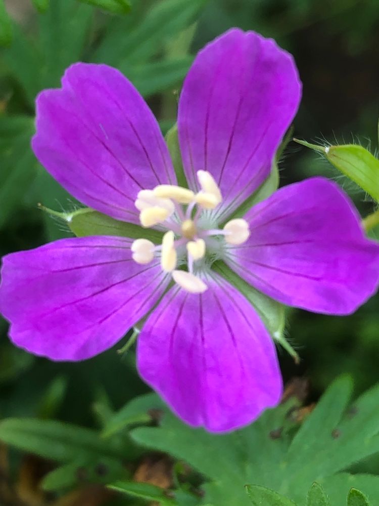 A simple 5-petaled flower with cream colored anthers in the center. Some green leaves behind it. 