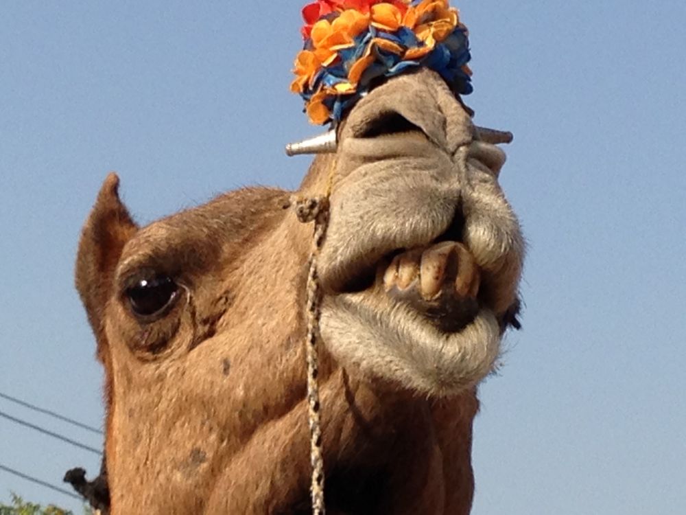 The face of a camel, nose tilted upwards, lips open, teeth bared. Pegs insisted on sides of nostrils, to attach leash. Artificial flowers atop its nose. 