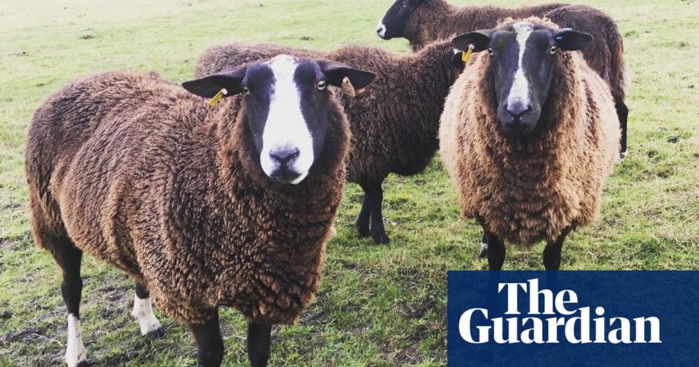 The pet I’ll never forget: Catkin the sheep, who broke my ribs and then my heart