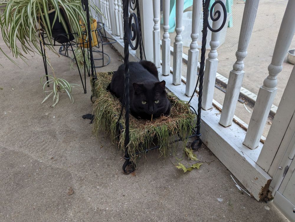 Cat sitting on top of a tray of cat grass. She's clearly been doing this regularly bc the grass is bent and dying 