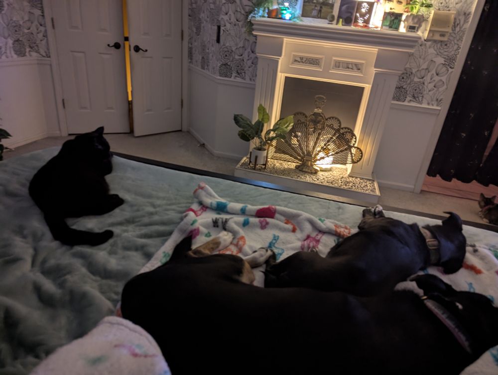 Two dogs laying on a bed. A black cat is giving herself a bath a few feet to the left 