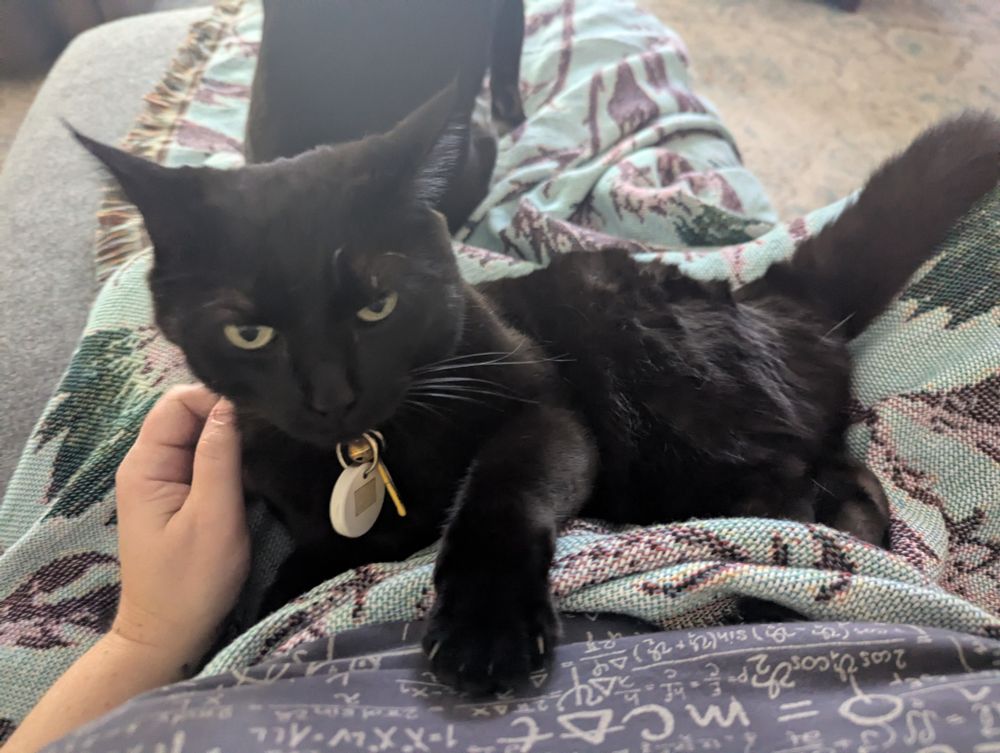 A black cat warming up in my lap