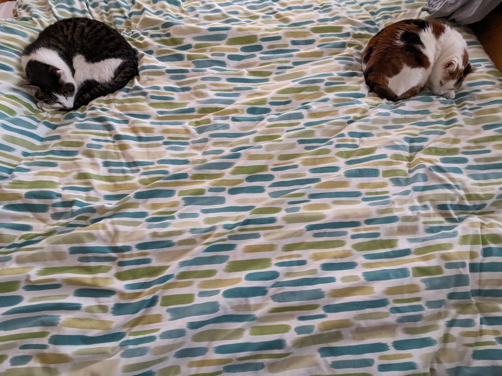 Two cats sharing human's bed yet keeping their distance 