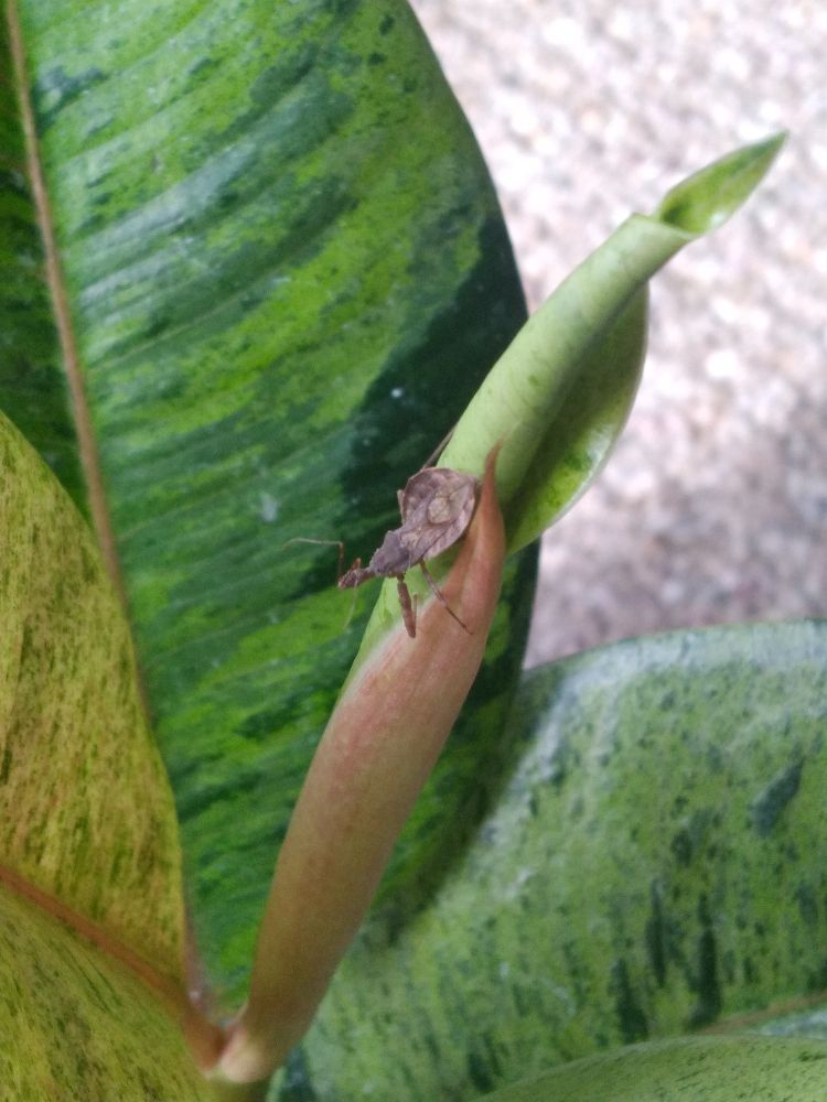 Assassin bug on a rubber tree plant, looking ready for action.