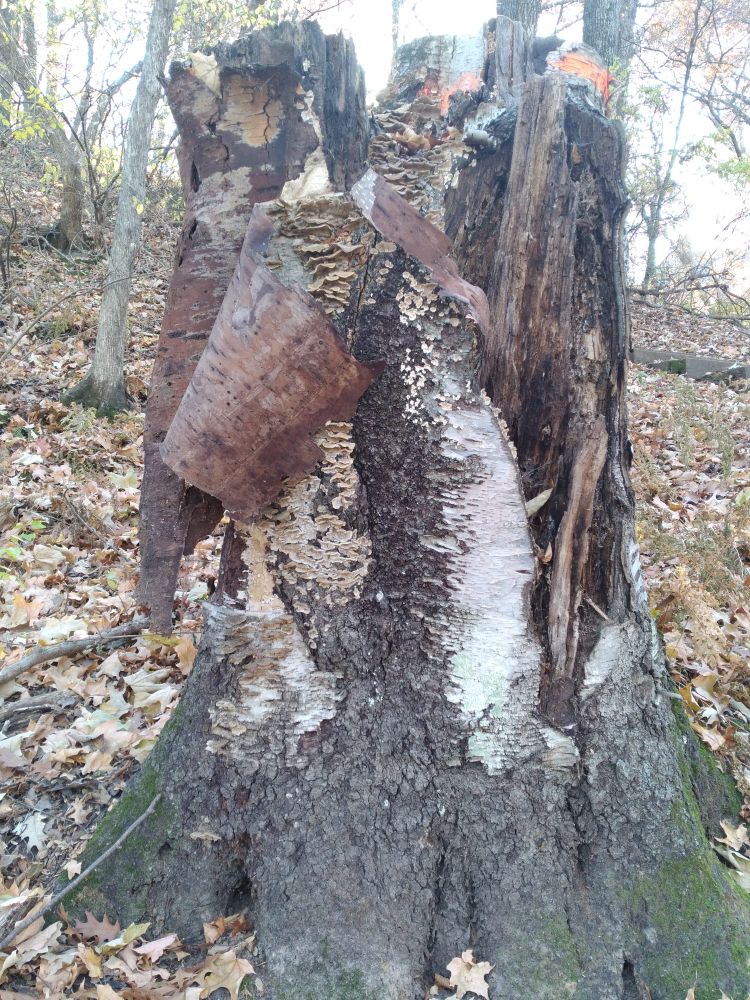 An extremely gorgeous tree stump