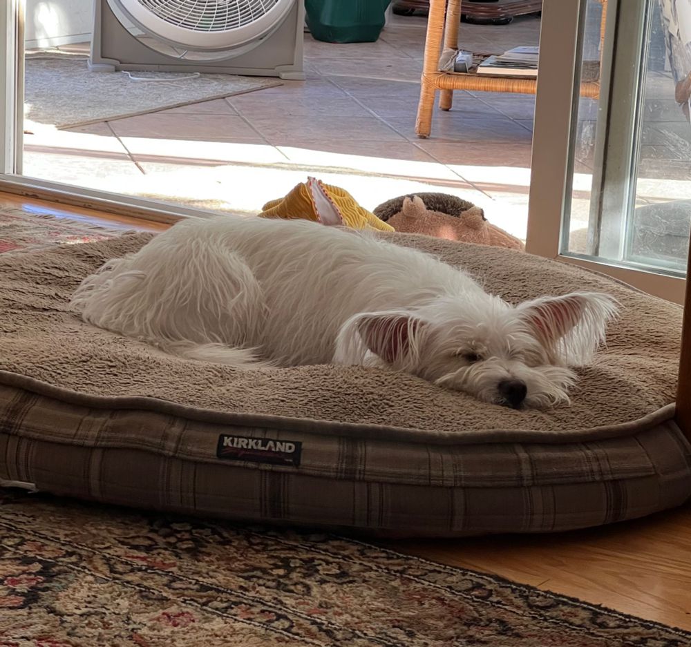 Small dog sleeping on dog bed made for much larger dog. 