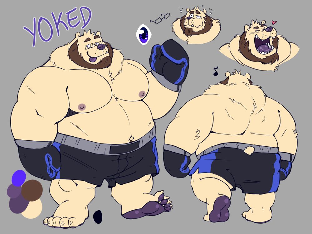 Yoked, a Kermode bear, in his boxing gear