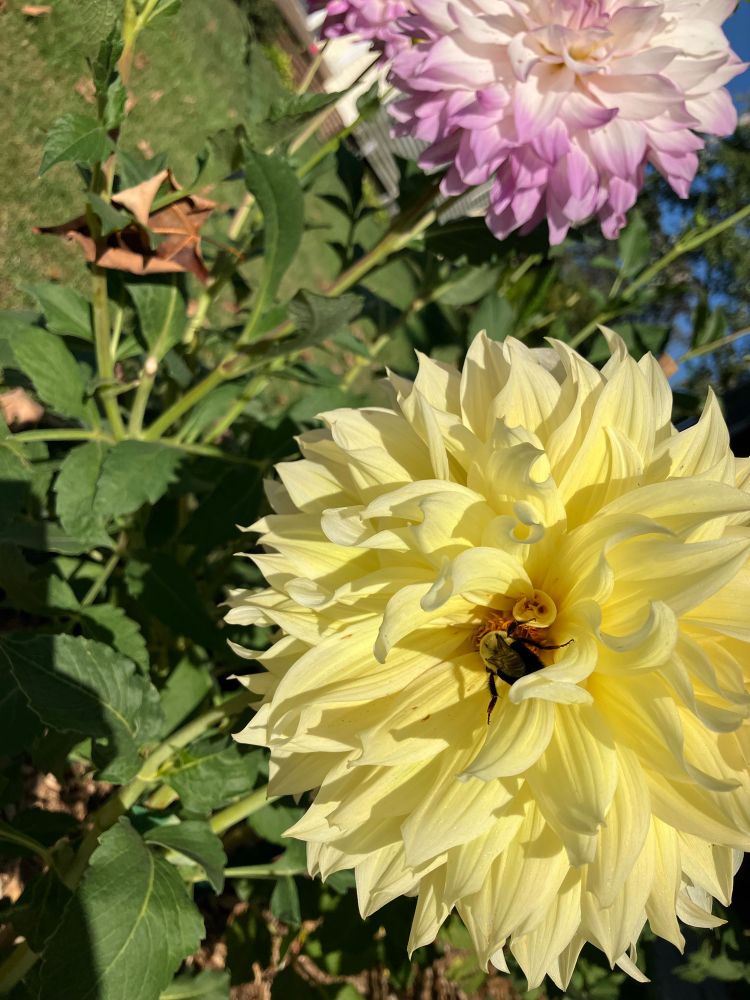 Giant light yellow dahlia glowing in morning sun with a bumble been at the center