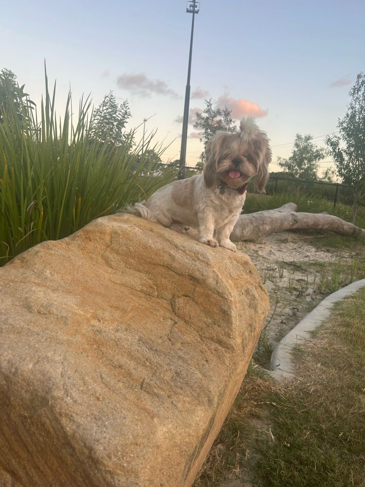 Shih Tzu on a rock