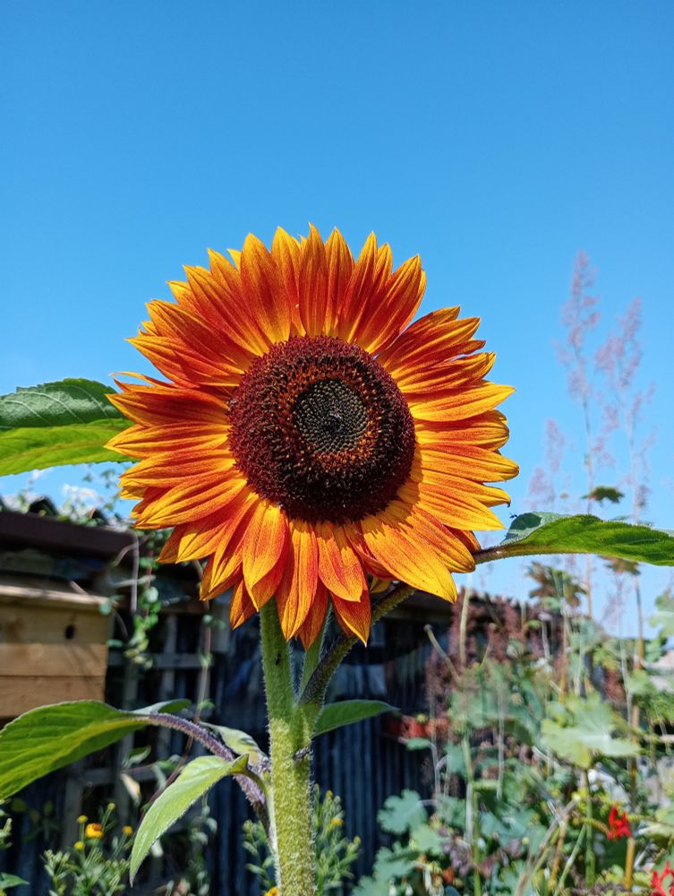 A sunflower with darker shades of orange against a bright blue sky.