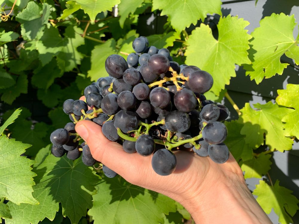 A nice bunch of grapes straight from the vine in my garden