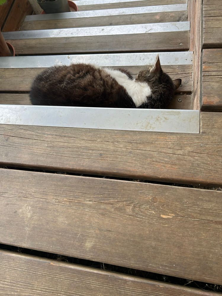 Schwarz-grau-weißer Kater liegt auf einer Treppe 