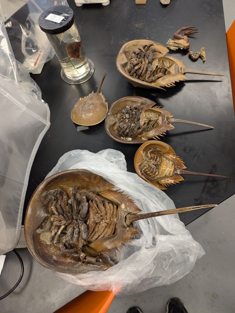 A series of brown-colored horseshoe crab molts laid out on a black-colored table. Four are ventral-up while one is dorsal-up. Ventral up horseshoe crabs are oriented telson-right, cephalothorax-left. Legs are reminiscent of a face hugger from the movie Alien.