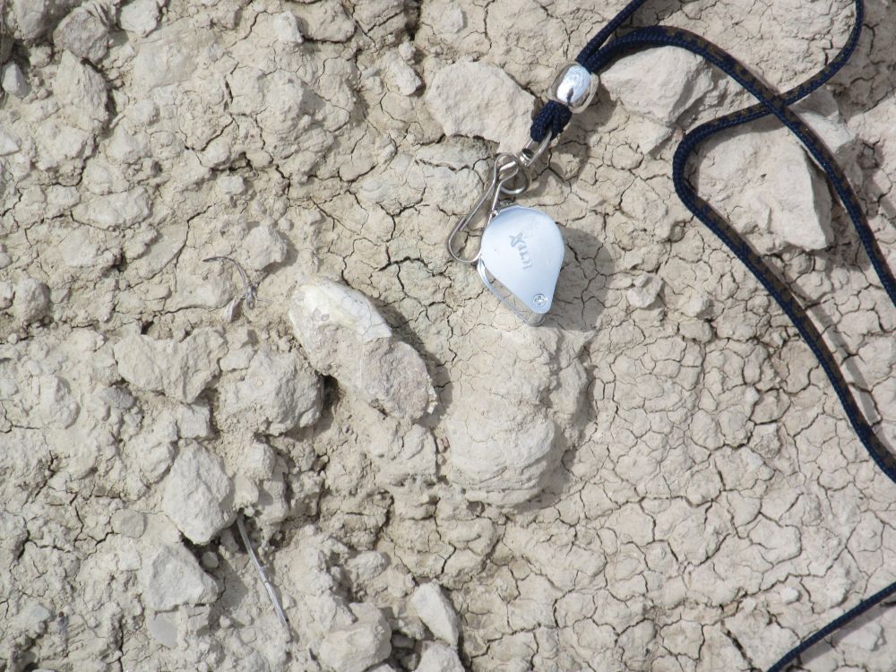 In-situ view of the unprepared skull of a small weasel-like animal with a metal hand lens on a black cord for scale.
