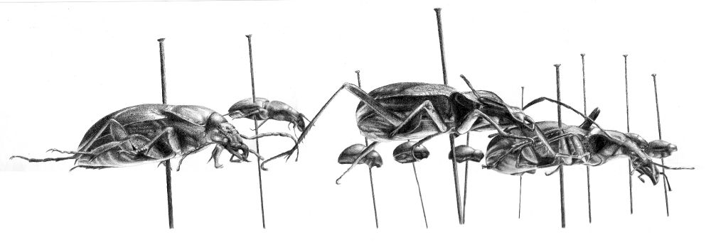 Pencil drawing. A side profile of pinned beetles collected from a pitfall trap. 