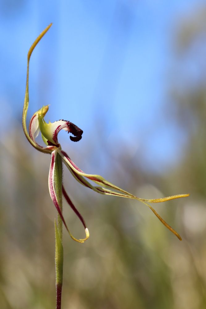 I was lucky to find two individuals of this one on my last day in Tasmania. Photograh of spider orchid from Tasmania. Caladenia (dilatata is my guess) #Caladenia, #orchid, #Tasmania, #botany 