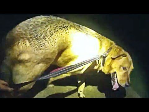 Dog Leads Florida Deputy to Missing Elderly Woman